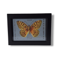 Photoroom-20241107_155051_6.png